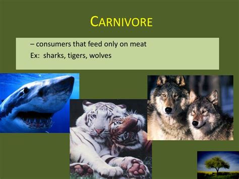 Carnivores Around The World 2025 Episode Guide & 𝚆𝚊𝚝𝚌𝚑
